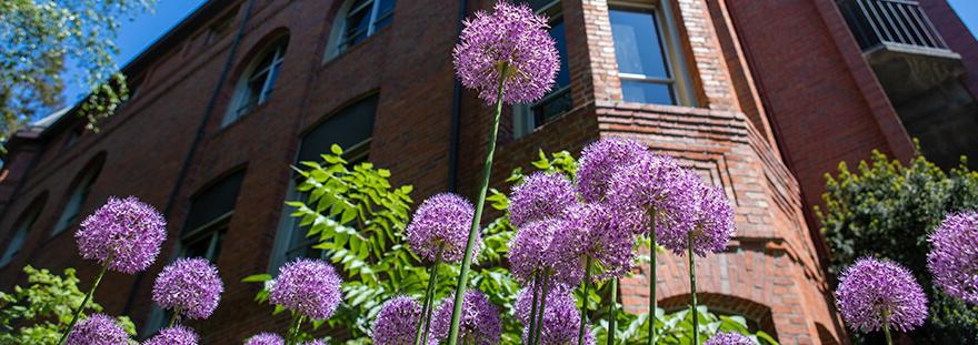 Purple elliums bloom in front of Demaray Hall