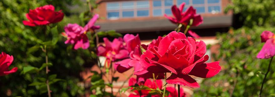 red roses in front of Peterson Hall